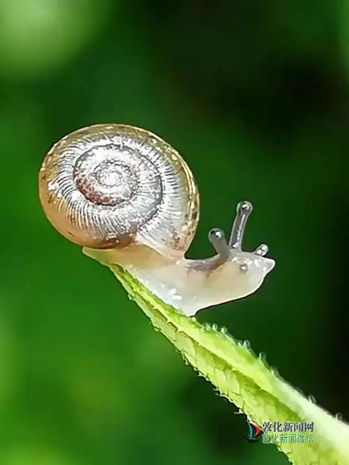 百媚千姿的小蜗牛