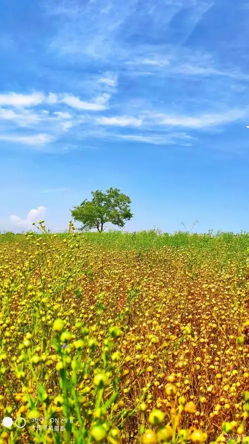 梯田是北方不多见的风景.夏天的颜色是翠绿色的单一,但