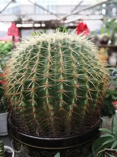 观察日记仙人球