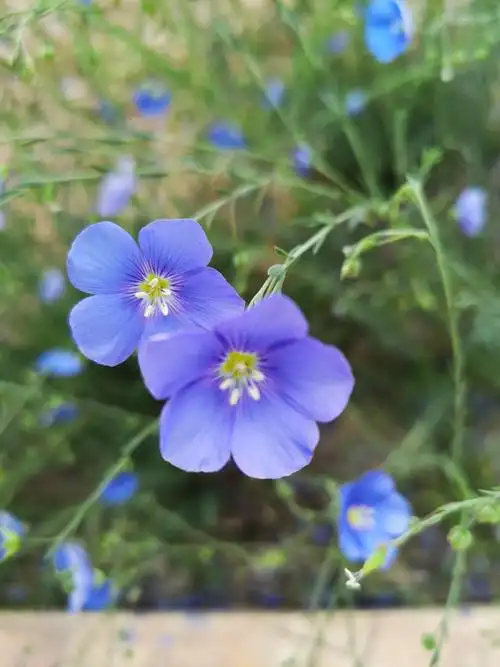 2019端午节的早晨发现了亚麻花 - 美篇