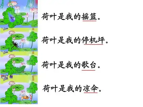 14荷叶圆圆ppt课件 (修改过)