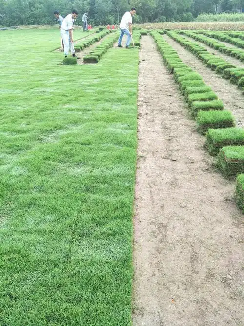 暖季型四季青草坪 小区广场学校公园绿化无土果岭草地 四季青草坪