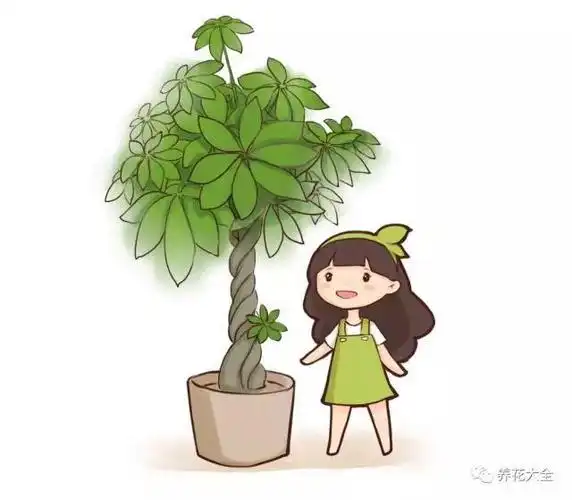 发财树养一次死一次?学他这么做,再也死不了