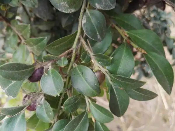 小叶紫檀6年开1次花,8年才结果,一般人养不活,把它养好才厉害