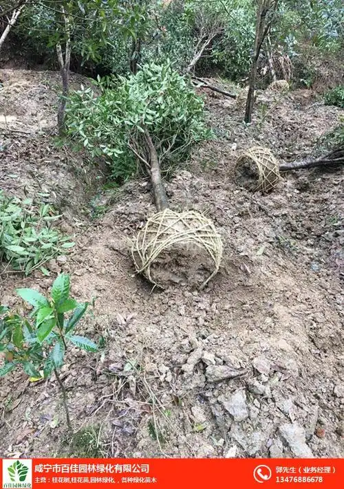 百佳园林绿化(图)|桂花树种植|菏泽桂花树