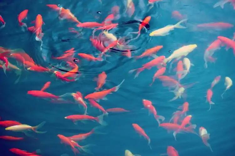 水中鱼河中花相映成趣