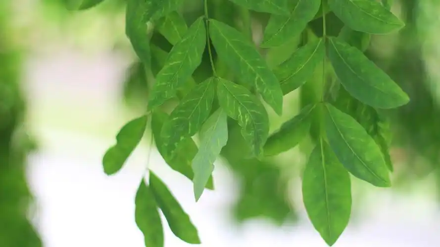 唯美护眼小清新树叶唯美绿色高清桌面壁纸高清大图预览1920x1080_植物