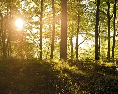野外树林中的日出-windows自然风景壁纸
