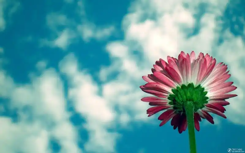 小清新唯美五彩花朵风景桌面壁纸