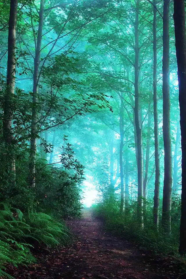 首页 手机壁纸 风景 唯美意境图片清爽自然景色高清手机壁纸