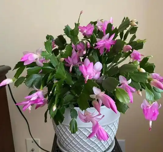 养花本是一件惬意的事,但当我亲自养护蟹爪兰时,才发现它的问题多多.