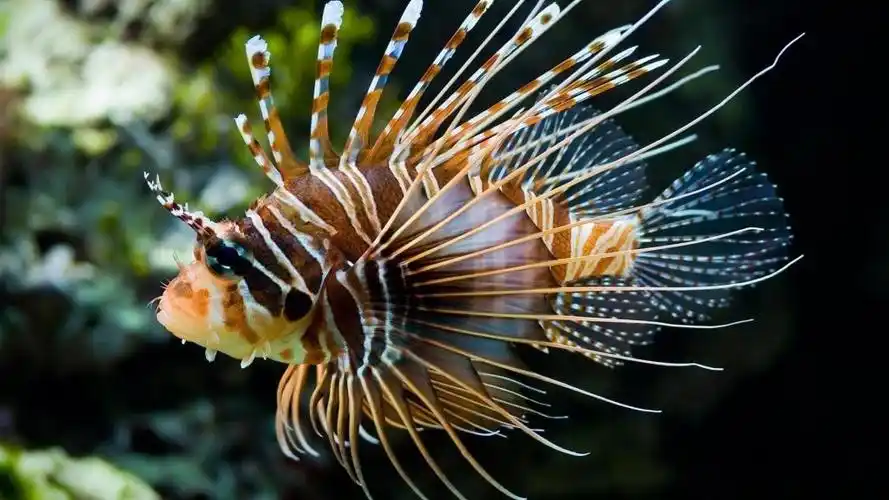 异国情调的鱼高清壁纸1440x900分辨率查看