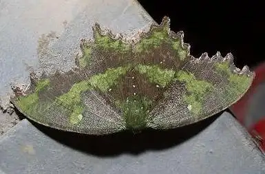 这只深绿色的飞蛾是什么蛾?