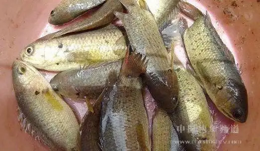 海南这种鱼叫什么名字,在田地的河里常见到
