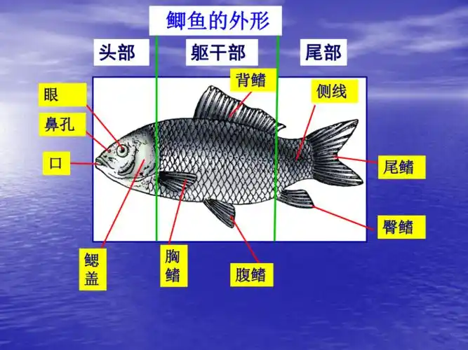 冀教版七上生物46鱼类课件27张ppt