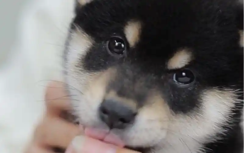 柴六斤一样的小黑柴