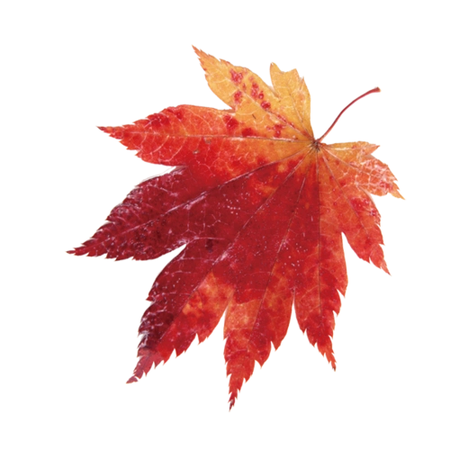 枫叶图案图片大全