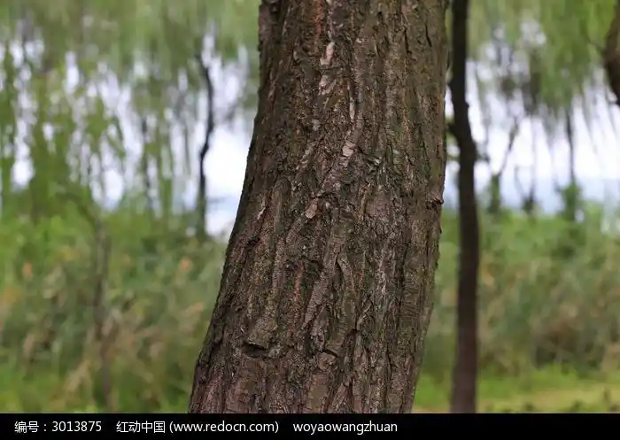 柳树树干图片素材