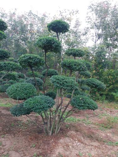 小叶女贞造型树球形苗庭院别墅绿化篱笆围墙植物观叶四季常青苗木