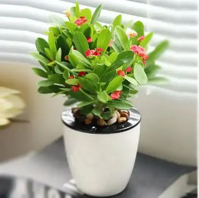 虎刺梅桌面盆栽白色塑料盘养眼净化空气观花植物办公室绿植居家花卉