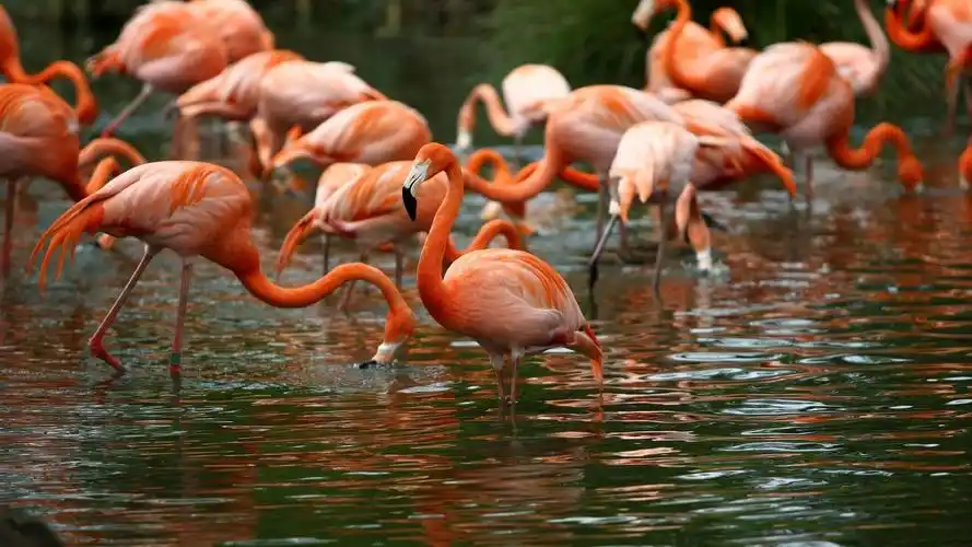 珍稀动物火烈鸟高清特写图片桌面壁纸 第二辑