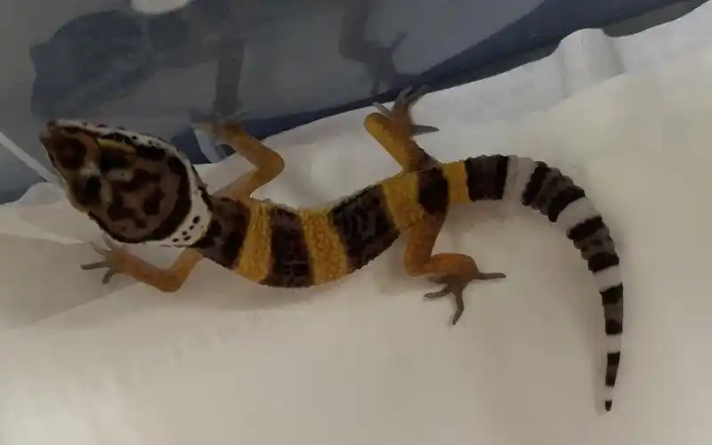 豹纹守宫一个月大的橘子开箱