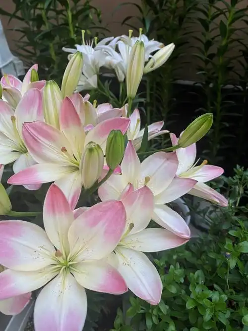 7种常见百合品种年年复花多到没地放