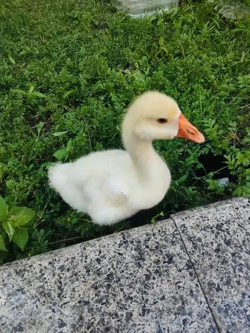 门口发现一只小鸭鸭
特别可爱呀