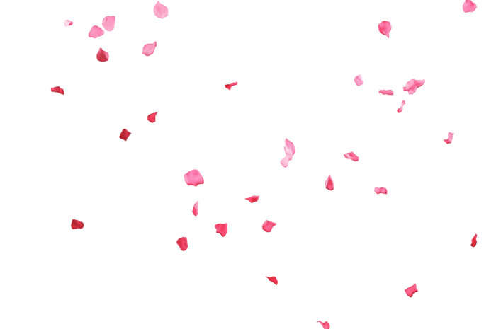 花瓣飞图片大全