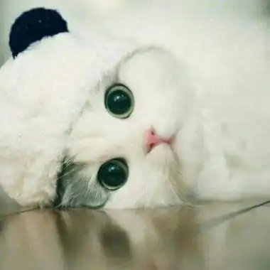 萌猫qq头像精选大量高清好看的可爱猫qq头像图片