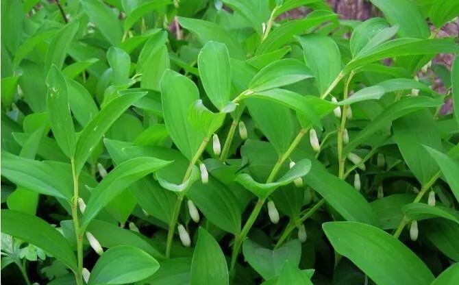 中国湖南邵东尾参