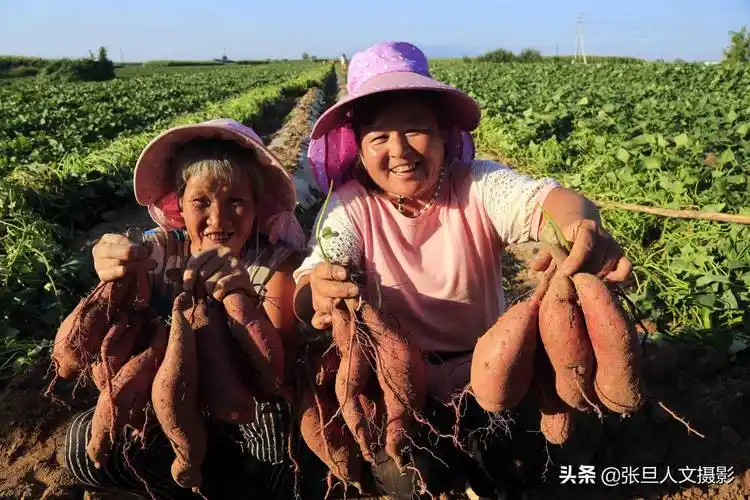 农民丰收节20张照片见证农民丰收的场景临汾的秋天绚烂多彩