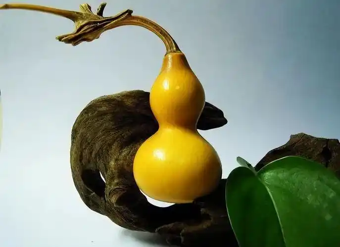 价值数十万的葫芦,长什么样?