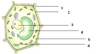 生物体的结构层次 细胞是生物体结构和功能的基本单位 动物细胞和植物
