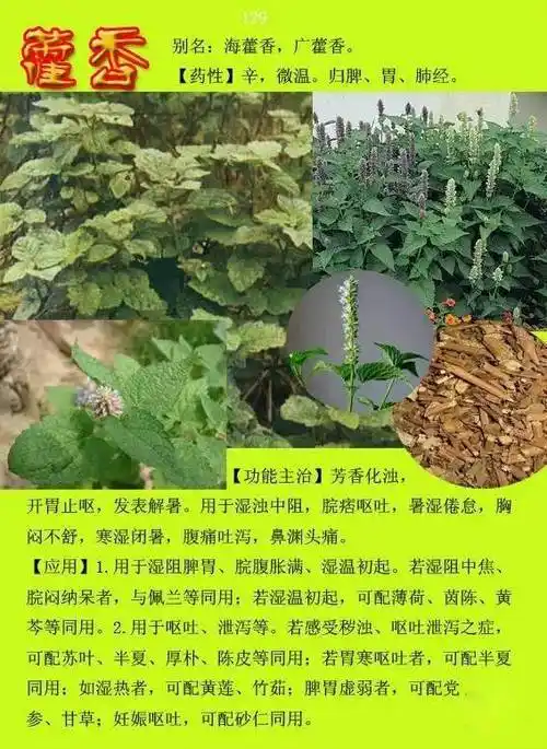 300种常见中草药图谱含功能主治