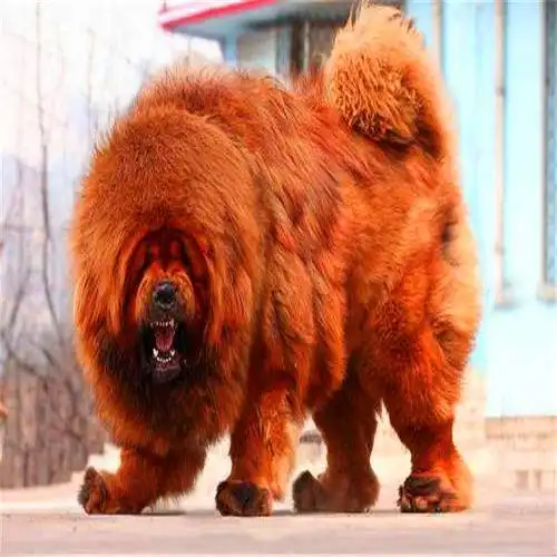 红色养殖混血巨型骨架活体铁包金藏獒