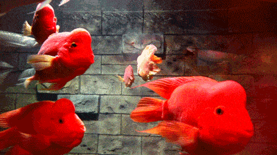 还有网红相,寿星模样的发财鱼除了"素颜"的鱼儿斑斓摇曳的樵石千姿