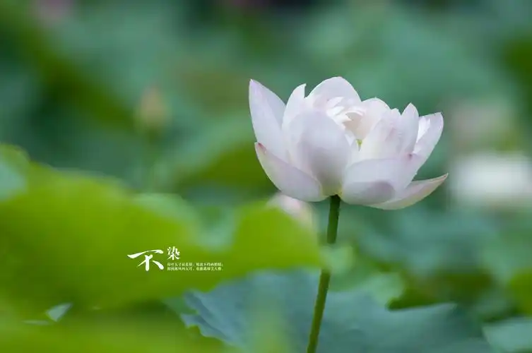 【不染】几张荷花