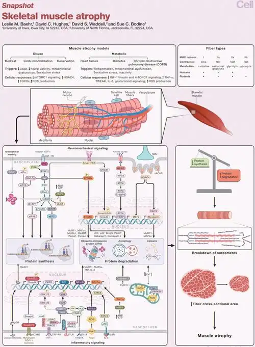 snapshot: skeletal muscle atrophy.