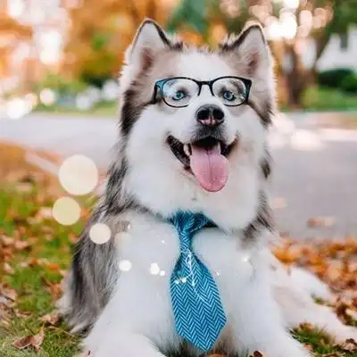 应用qq微信等软件超级可爱的宠物头像快来选择自己喜欢的3