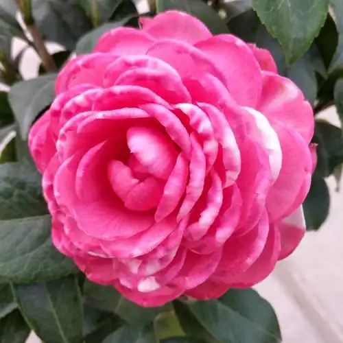 茶花千家家园花卉花苗花鹤翎盆栽花佛翎阳台时令草本花卉