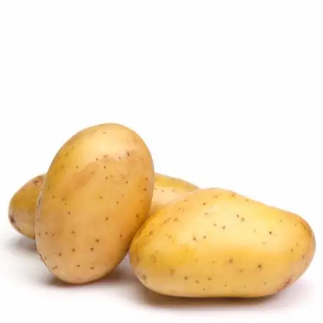 yellow fresh potatoes for fresh potato buyers