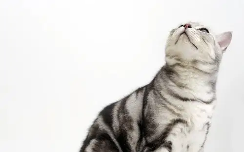 高清可爱小猫咪壁纸36 - 1920x1200