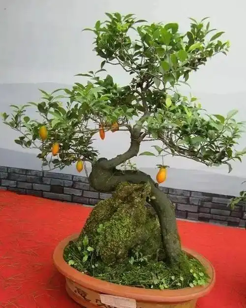 金弹子盆景人见人爱鉴赏养护管理有讲究