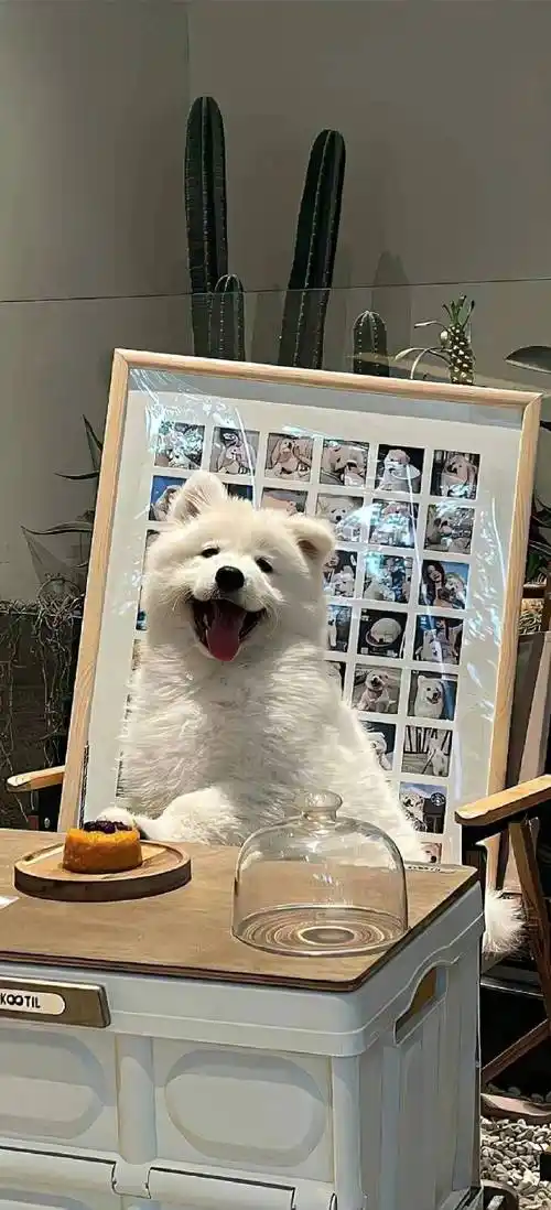 萌宠修狗壁纸来啦!98