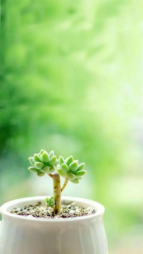 护眼壁纸:萌萌哒多肉手机壁纸,清新护眼,舒缓疲劳!