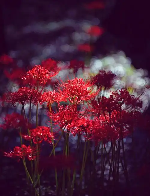 🌺南京明孝陵的绝美彼岸花🌺