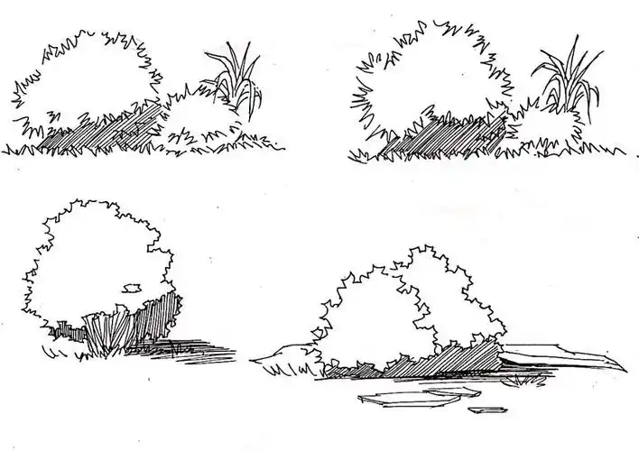 小黑薛的手绘灌木