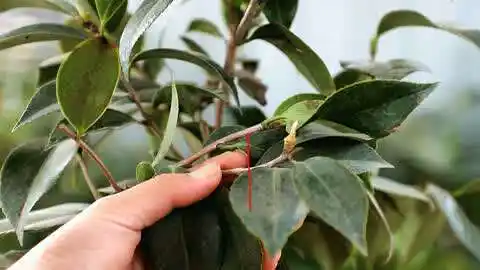 茶花开完花,如何修剪"残花",2个方法结果也不一样