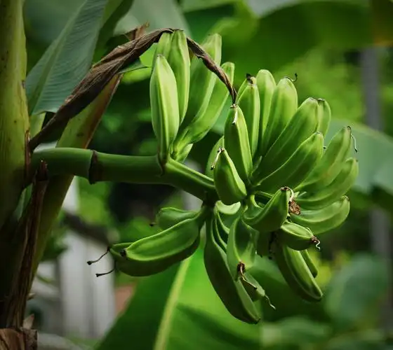 生机盎然芭蕉树
